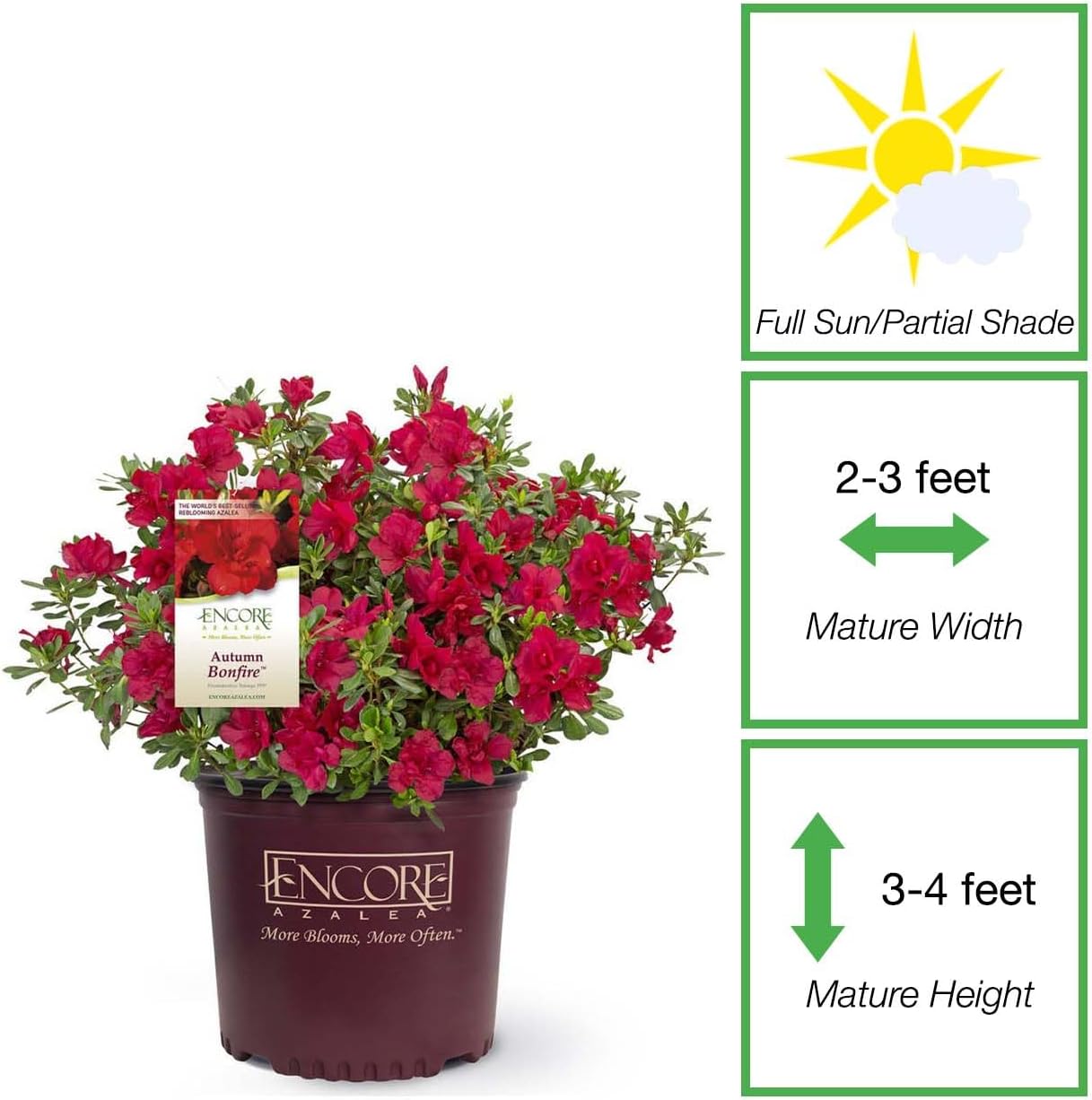 Perfect Plants Encore Azalea Autumn Bonfire in 1 Gal. Grower’s Pot | Compact, Red Ornamental Flowering Shrub | Blooms Spring Through Fall | Attracts Pollinators & Low Maintenance | Zones 6-10