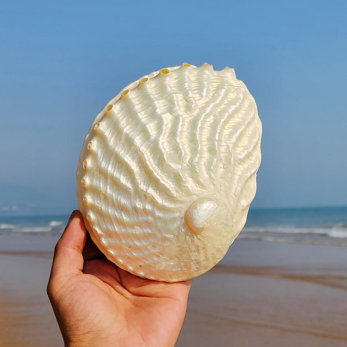 Amazon.co.jp: 天然貝殻、海洋サザエ、 大きな天然アワビ貝殻 15～16cm