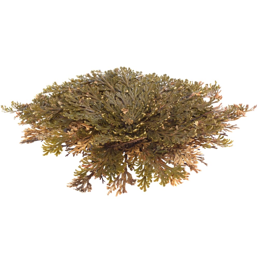 acquaverde | 2 Rose del Deserto, Pianta di Gerico Simbolo di Rinascita, Resurrezione e Purificazione, Rosa di Jerico per Casa e Decorazioni, Selaginella Lepidophylla Senza Radici e di Facile Cura