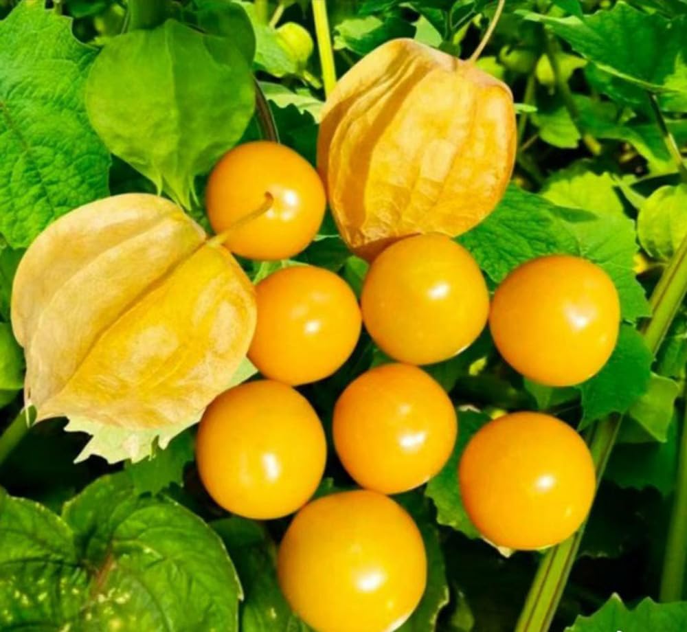 100PCS Cape Gooseberry Seeds Rare Fruit Spring Ground Cherry-Heirloom Seeds