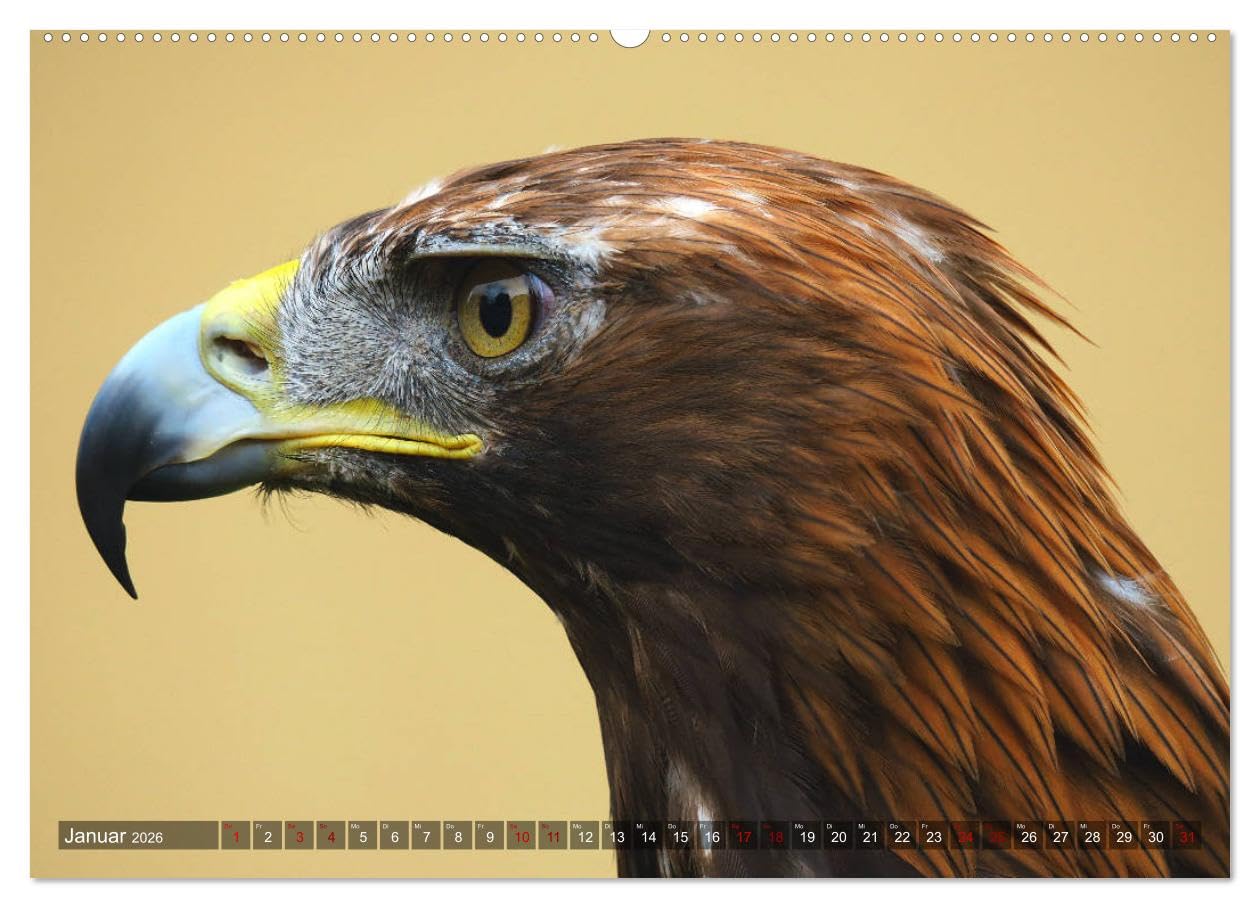 Raubvögel - lautlose Jäger (hochwertiger Premium Wandkalender 2026 DIN A2 quer), Kunstdruck in Hochglanz: Faszinierende Portraits von Greifvögeln und Eulen (CALVENDO Tiere)