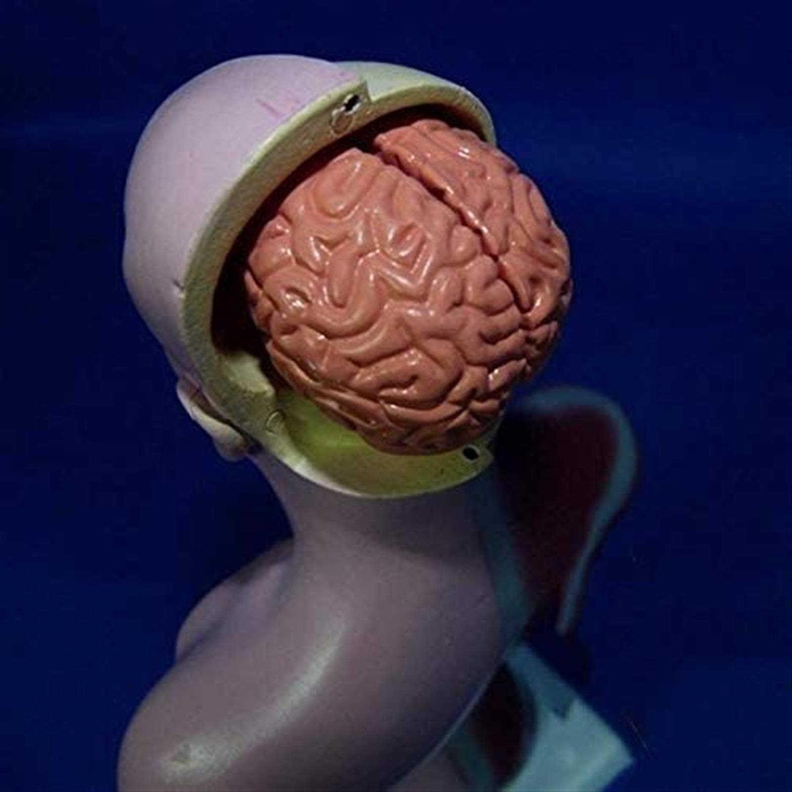 Model Badawczy 1 UDS 28cm Model Człowieka, Anatomia, Anatomia Serca, Kości, Trzewnica Medyczna, Materiały Dydaktyczne I Uczniowie