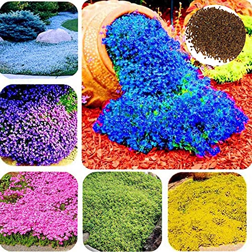 Somerway Graines De Thym Rampant, Graines De Fleurs 400pcs / Sac Pour La Plantation, Graines De Fleurs Vivaces Graines De Bonsaï Pour Pelouse De Jardin Violet clair Cover