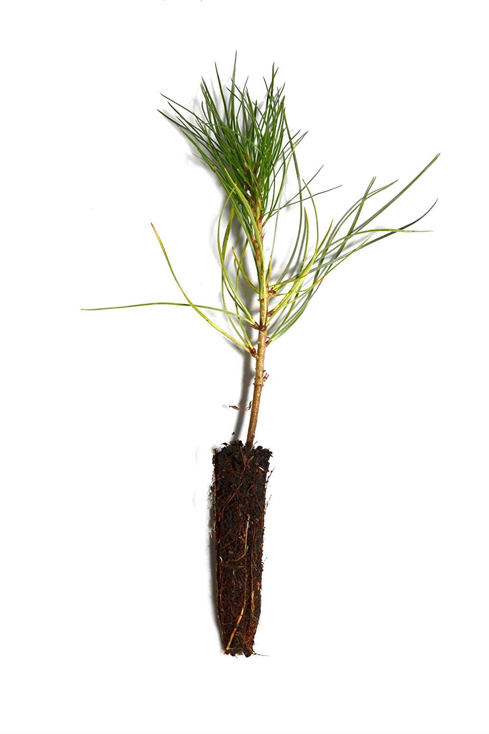 Pinus Ponderosa Ponderosa Pine, Willamette Valley (Plugs), 43 OFF