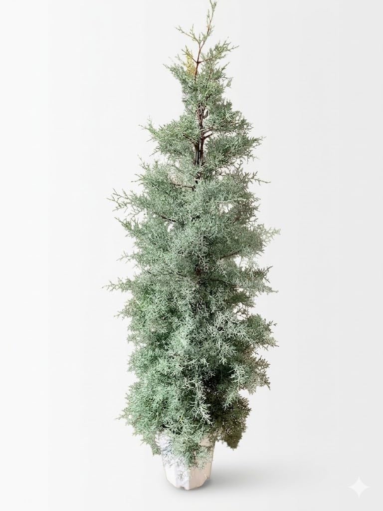Amazon｜ブルーアイス 10号 コニファー 観葉植物 鉢植え｜観葉植物