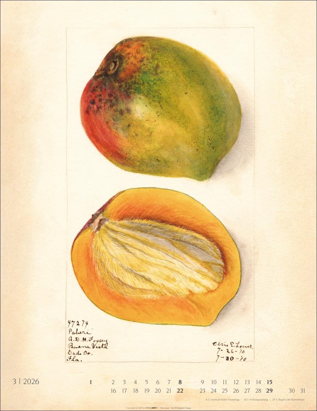 Alte Sorten Kalender 2026: Dekorativer Wandkalender mit historischen Zeichnungen. Die Klassiker im Obstgarten in Szene gesetzt: Natur- und Food-Kalender im Format 34 x 44 cm