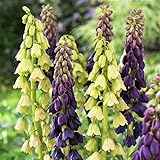 DUTCH BULBS EXCLUSIVE PLANTS FROM HOLLAND
