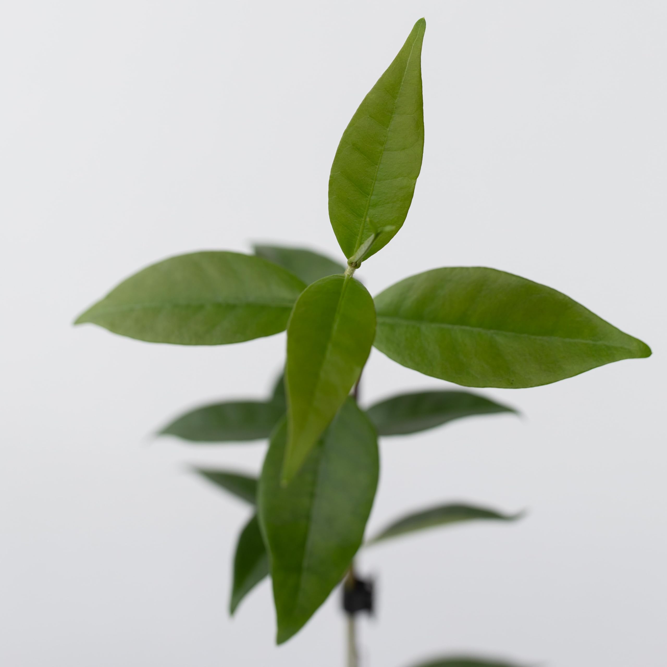 Trachelospermum jasminoides Set de 6 Jasmin plante étoile grimpant Fleurs blanc Pot 9cm Hauteur 25-40cm