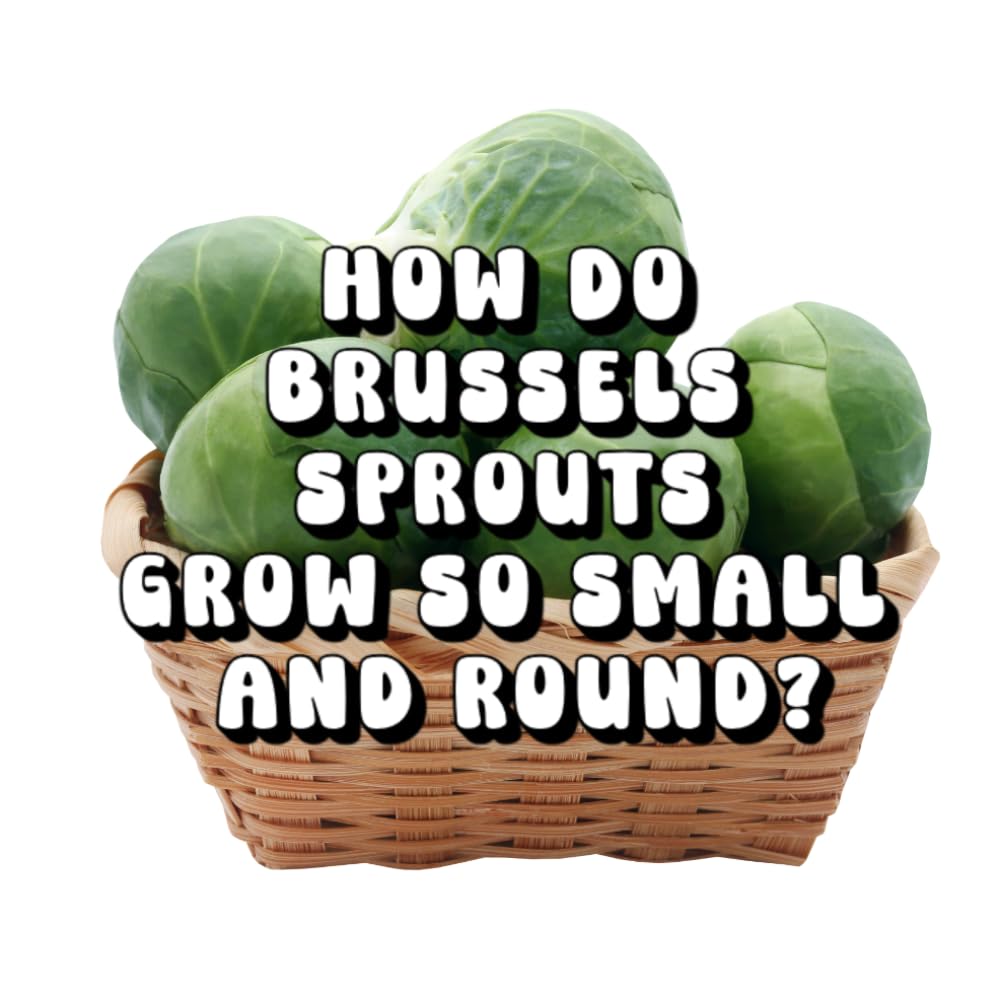 How Do Brussels Sprouts Grow So Small and Round?
