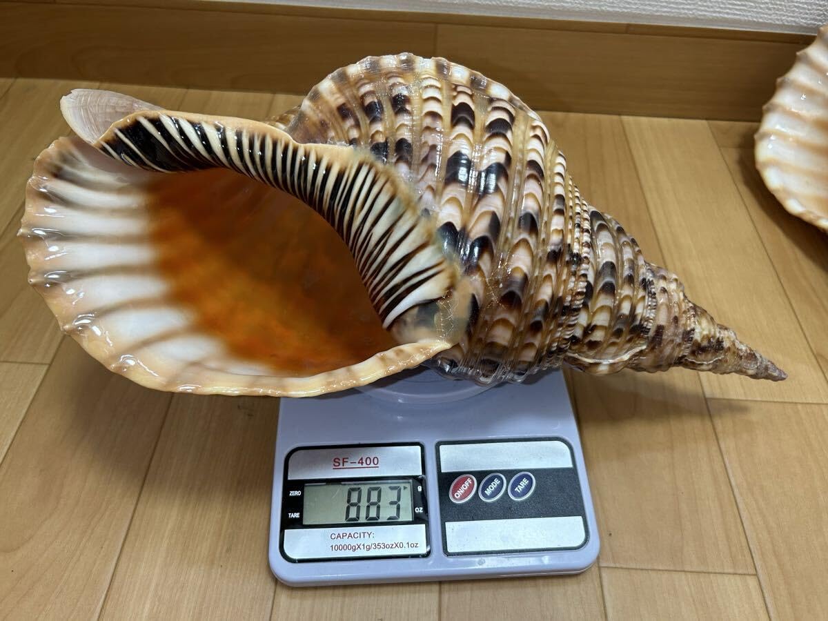 法螺貝 極美品 特大 約37cm 濃色 ホラガイ ホラ貝 ほら貝 ほらがい 螺貝 Amazon.co.jp: 法螺貝 超特大 約37cmホラ貝 ほら貝 ほらがい 螺貝