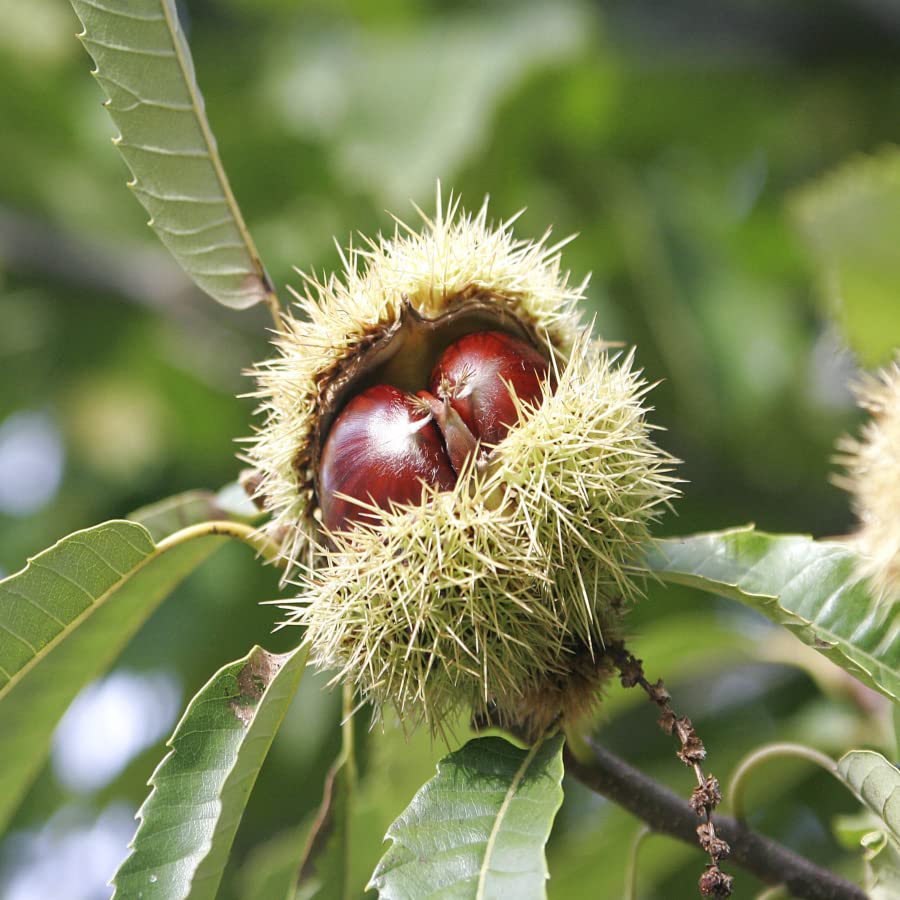 See full amazon price history chart for SHOP 360 GARDEN Castanea sativa, Sweet chestnut, Spanish chestnut Tree Seeds For Growing - Pack of 4 seeds SHOP 360 GARDEN Castanea sativa, Sweet chestnut, Spanish chestnut Tree Seeds For Growing - Pack of 4 seeds (B0BGDYTTPW) Amazon Price History, Amazon Price Tracker