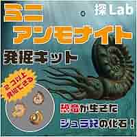 北海道アンモナイト　 化石　科学　自由研究　恐竜　発掘 北海道アンモナイト 化石 科学 自由研究 恐竜 発掘 - メルカリ