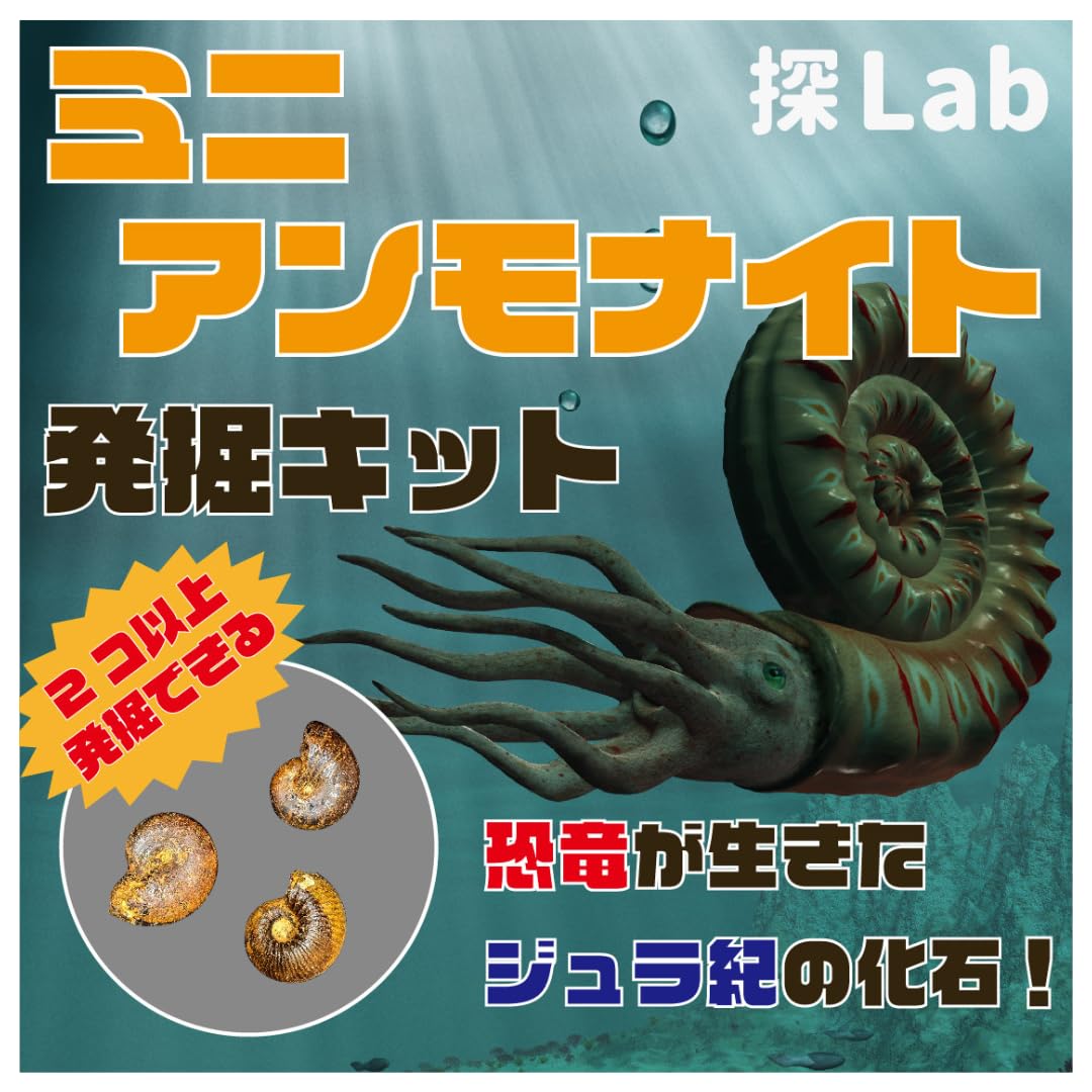 Amazon | 【恐竜が生きたジュラ紀の化石】ミニアンモナイト発掘