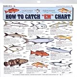 Fishermans Saltwater Fish Chart #1