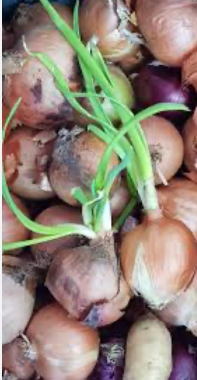 Antigerminatif phytorégulateur Pour pommes de terre, ail et oignon 500 ml. Inhibiteur systémique de germination pour pommes de terre, oignons et ail.
