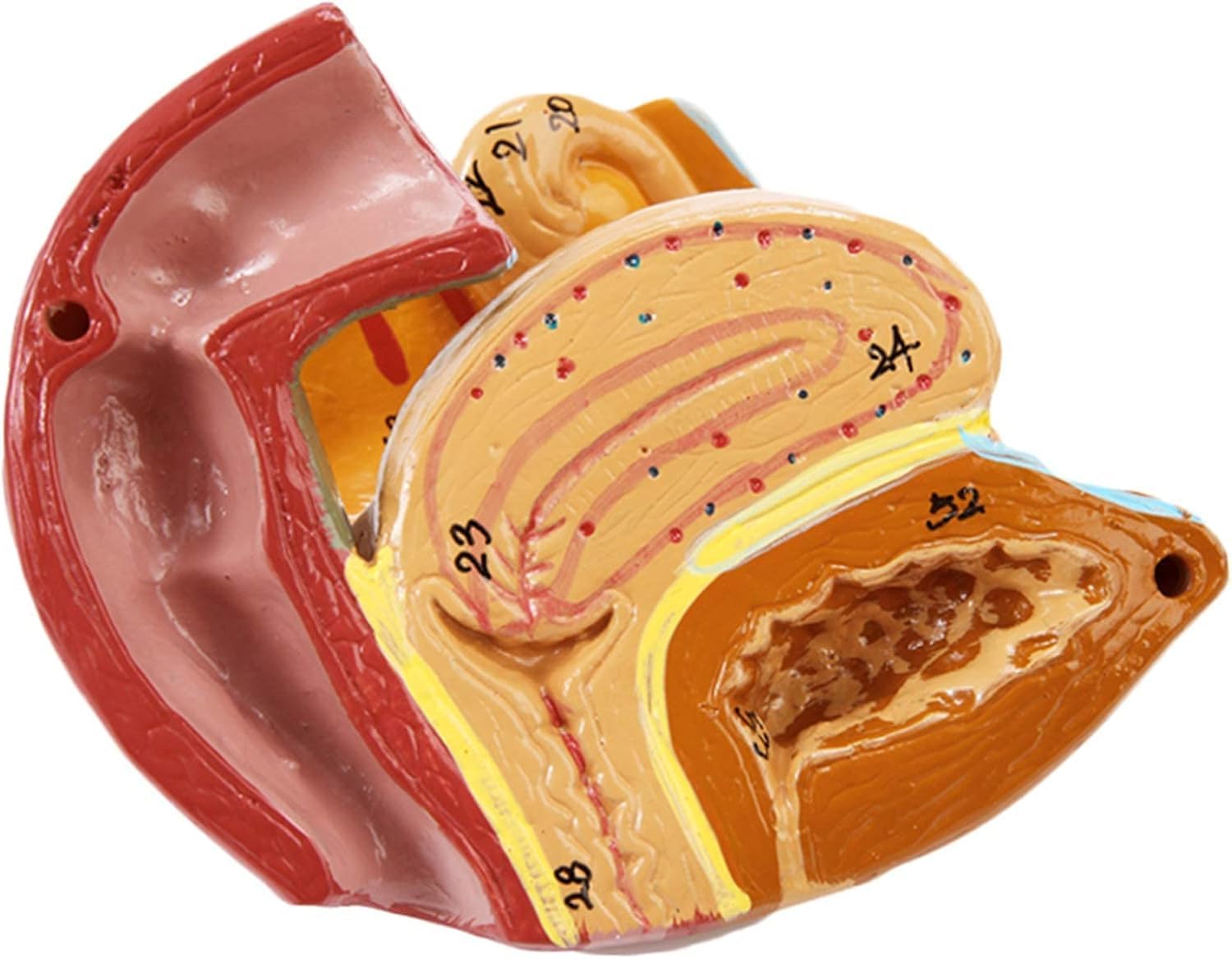 Model anatomii miednicy - model ludzkiego narządu naturalnej wielkości z wyjmowanymi organami do edukacji medycznej i treningu - szczegółowa reprezentacja naczyń nerwowo-mięśniowych