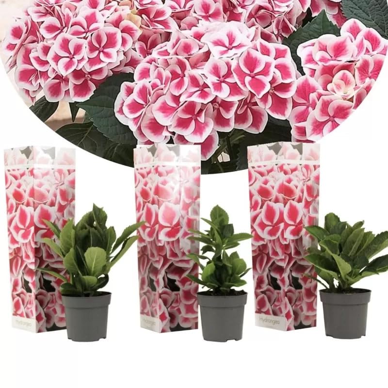 3er Set Hortensie Camilla Bicolor zweifarbige Bauernhortensie, winterharte Hydrangea im Topf, 20–30 cm hoch, mehrjährige Gartenpflanze mit dekorativen Blüten, ideal für Beet, Balkon & Terrasse