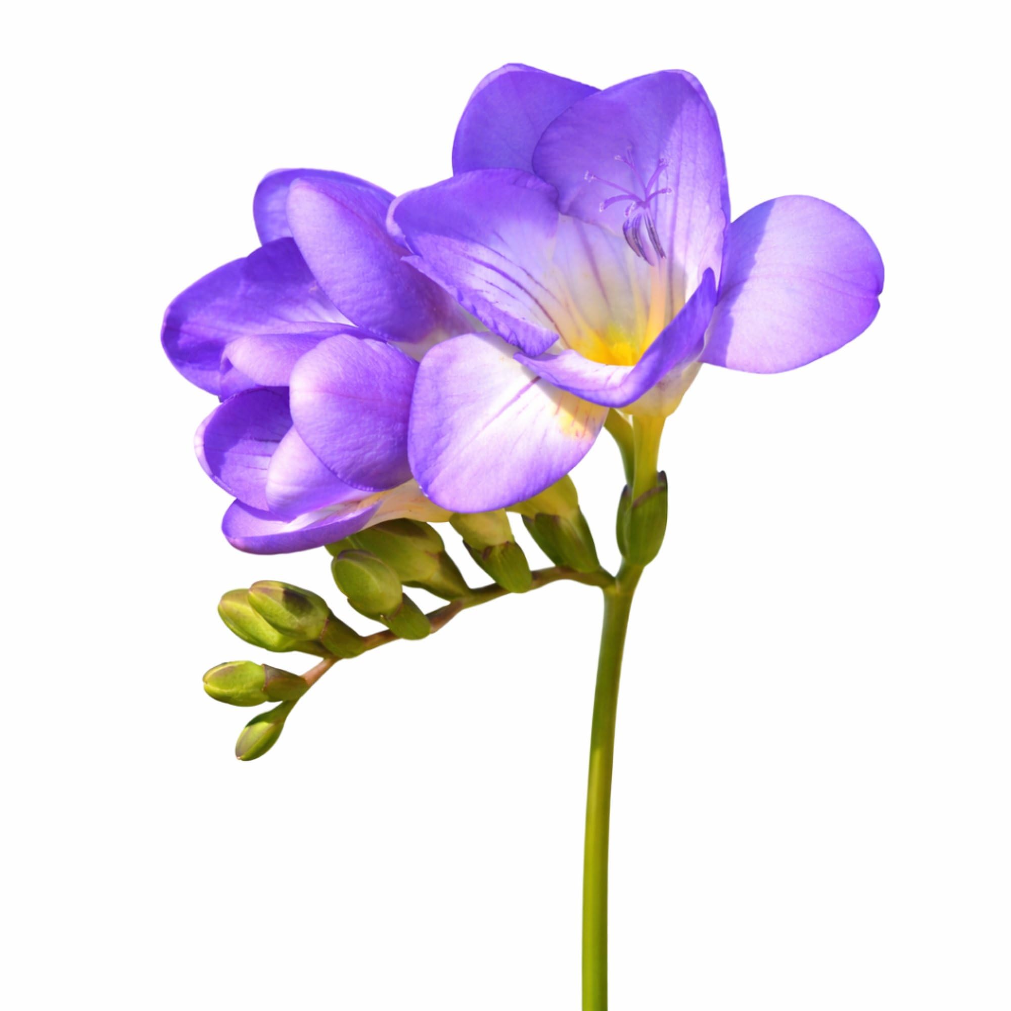 Easy to Grow Freesia Single Blue 15 Plant Bulbs - Fragrant Blue-Violet Flowers in Spring, Full to Partial Sun Zones 9-11