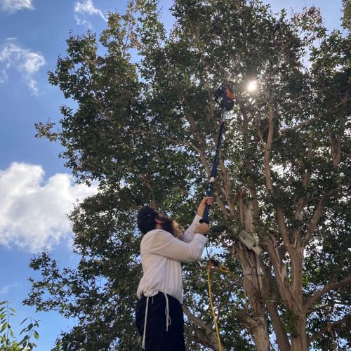 Trees overlapping on the sukkah Podcast Por arte de portada