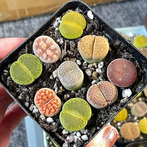 9pcs Lithops in 7cm Pot, Brilliant Colour Lithops Living Stones Plants, Easy-Care Cactus Succulent House Plant in Pot - Live Plants