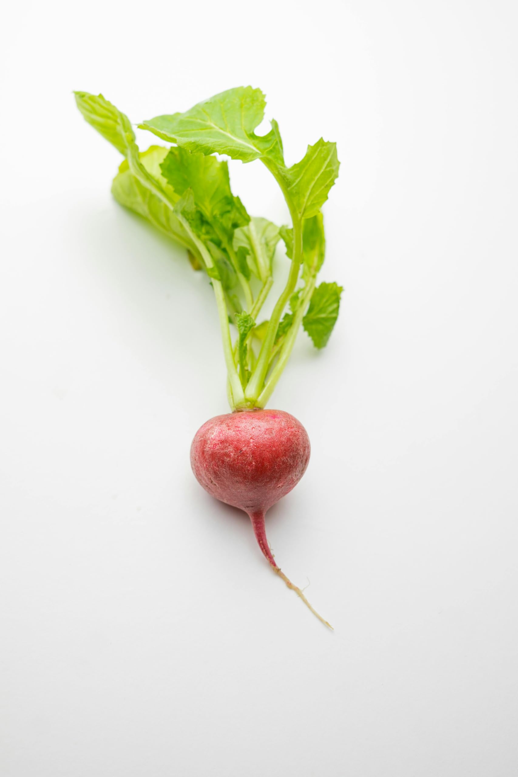 Tony's Organics Organic Beetroot Plug Plants, Pack of 6, Chemical-Free Growing, No Pesticides