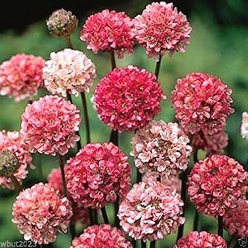 Miniatura 3 de Armeria Maritima Joystick - Tonos lilas, grandes racimos de flores lilas, perennes (100 semillas)