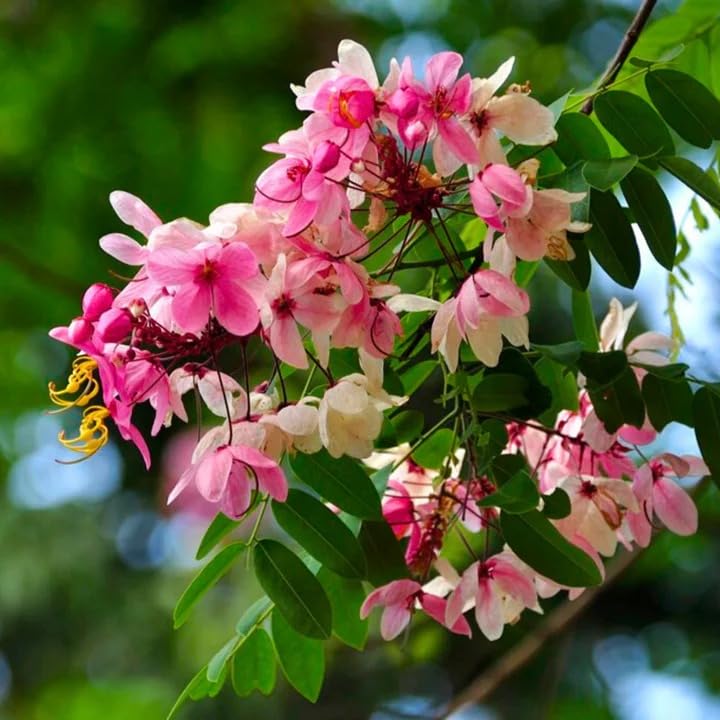 Image of Cassia Javanica Live Plant with Pot | Pink Shower Tree Flowering Plant | Java Cassia Live Tree Plant for Home Garden Balcony Terrace