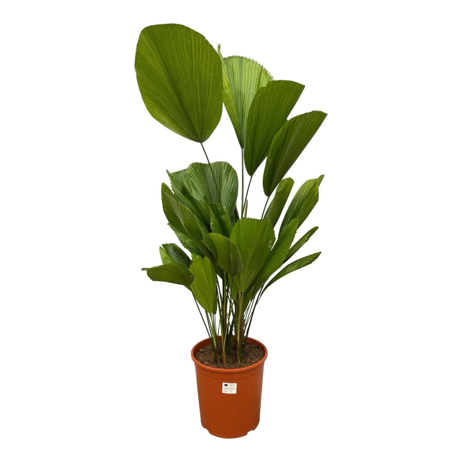 Fächerpalme Licuala Grandis Zimmerpflanze Ø19 cm 90 cm | für Innen und Schattenplätze, pflegearm, für Wohnraum und Arbeitsplatz, dekorativer Wuchs