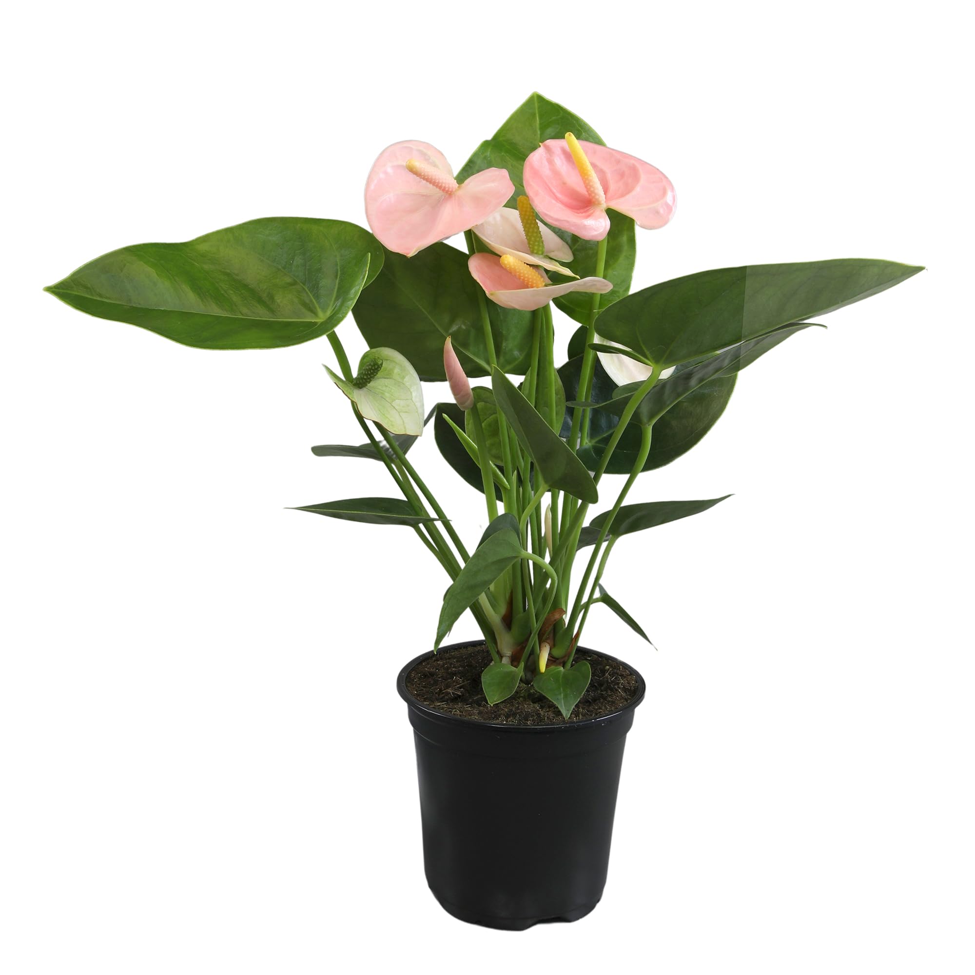 Pink Anthurium Live Plant