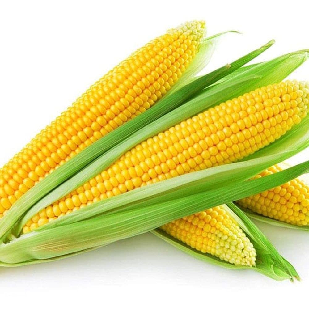 Flare Seeds Makka Seeds Maize Vegetables Seeds Pack of 270 Seeds (B09C4VBG84) Amazon Price History, Amazon Price Tracker