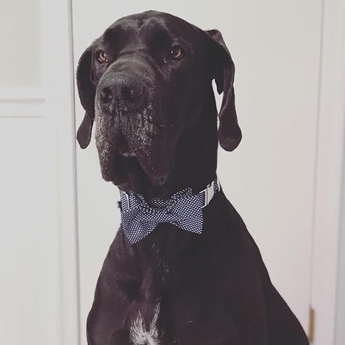 Miniatura 6 de Collar ajustable Lionet con forma de pajarita para gatos y perros. Suave y cómodo, s, Azul (Blue point)