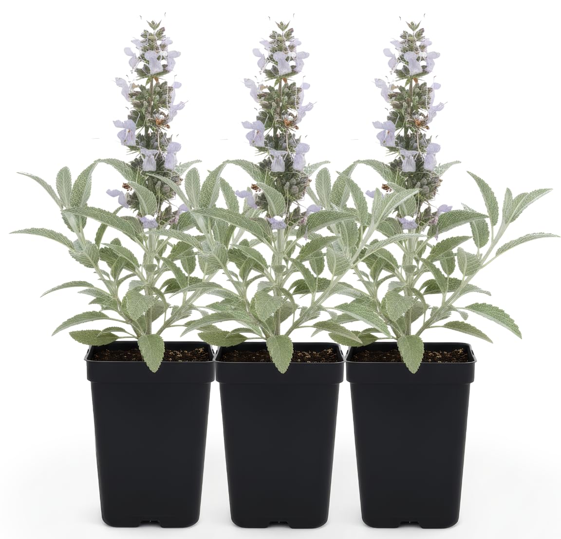 White Sage Salvia apiana 3 Live Plants