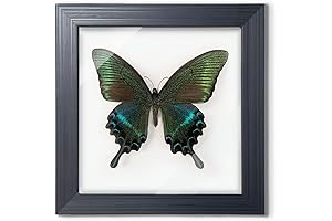 Preserved Butterfly Taxidermy: A Captivating Display of Nature's Beauty