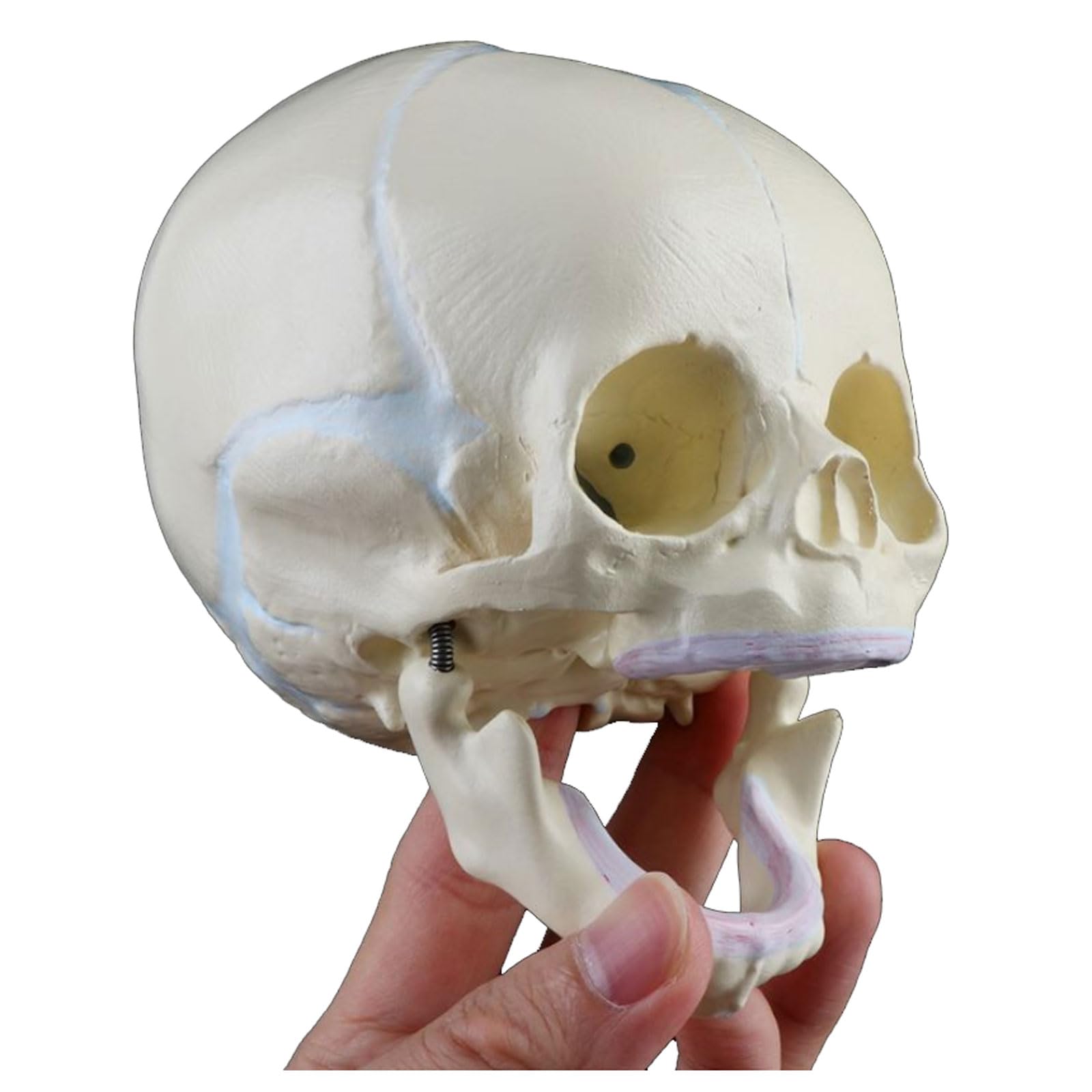 GTHTUHFD Classroom Study Human Fetal Medical Skull Skeleton Model Learning Teaching Supplies For Medical Science Teaching Science Tool