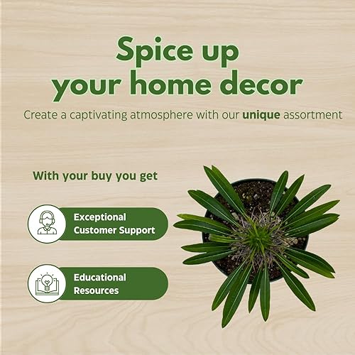 Miniatura 6 de BubbleBlooms Palmera de Madagascar, Pachypodium Lamerei, en maceta de 4 pulgadas