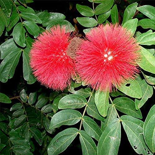 See full amazon price history chart for Healthy Vibe Powder Puff Plant, Calliandra - Plant Garden Live Plant Nursery Indoor Outdoor Living Plants Healthy Vibe Powder Puff Plant, Calliandra - Plant Garden Live Plant Nursery Indoor Outdoor Living Plants (B0B31VCFFS) Amazon Price History, Amazon Price Tracker