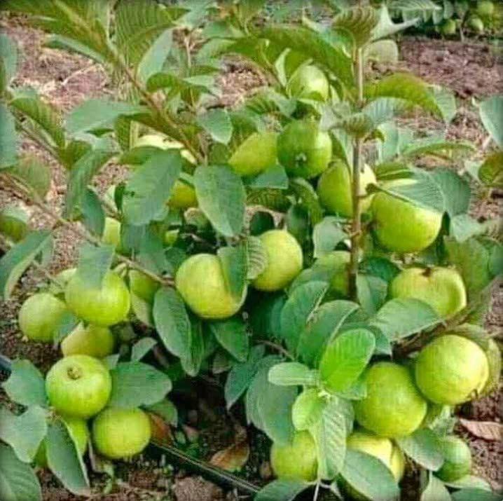 Mohomaya Beautiful Gardening Thai Dwarfs Guava Hybrid - |Thai_Dwarfs_Guava_Hybrid|