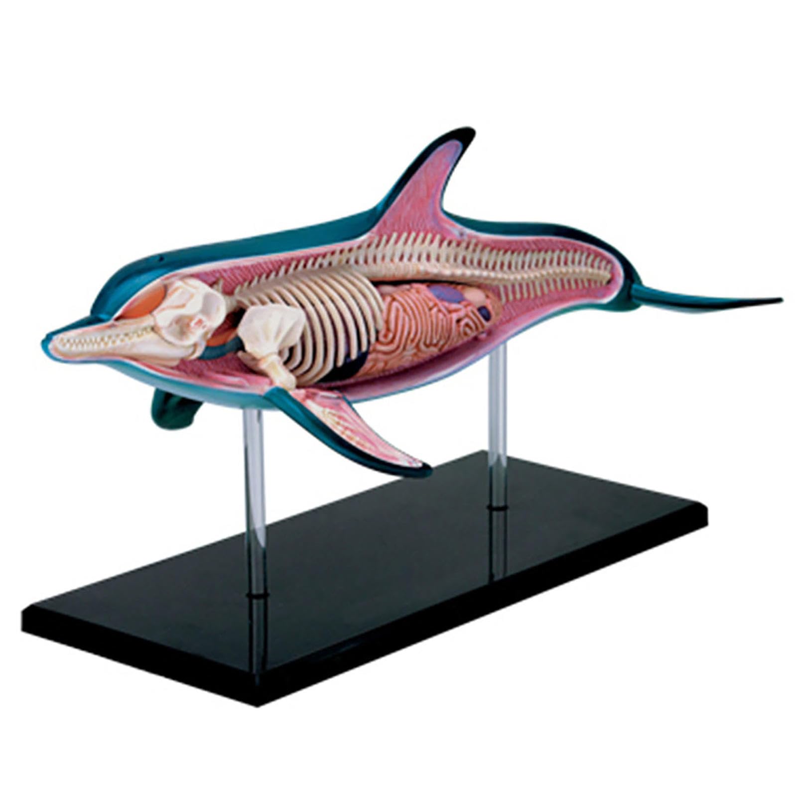 FLYBUG 4D Dolphin Anatomy Model, Organ Anatomy Medical for Animal Teaching Demonstration,Detachable 18 Parts for Animal Teaching Demonstration Science Study