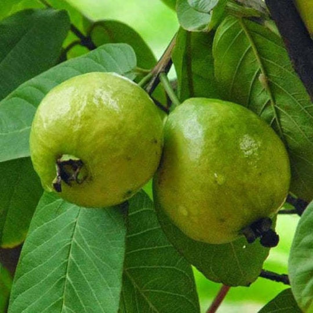 ARIYA Guava Thailand Thai 7 Amrood Variety Fruit Air layered Grafted Live Plants with poly bag (B0CGLZJG6L) Amazon Price History, Amazon Price Tracker