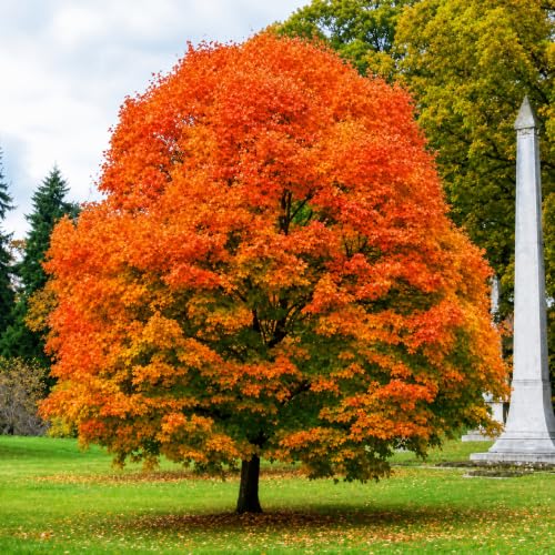 Sugar Maple Tree - 10-16' Tall Live Plant - Quart Pot