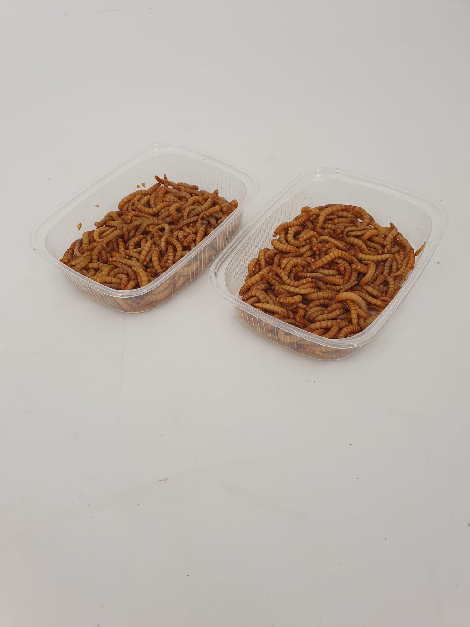 Mehlwürmer lebend 50 g Dose SAHAWA Aufzucht Vogelfutter