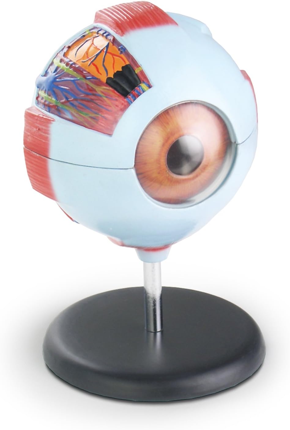 Human Anatomical Model of the Eye - Giant Size