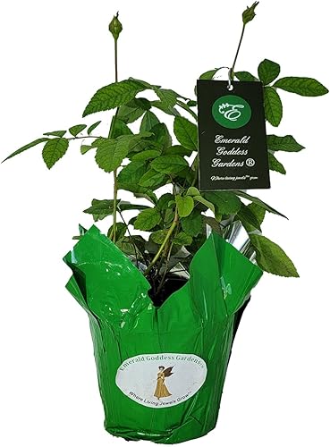 Miniatura 7 de Clotilde Soupert Rose Bush - Antigua reliquia rosa híbrida planta viva perpetua fragante doble rosa blanco Emerald Goddess Gardens Starter Sz maceta