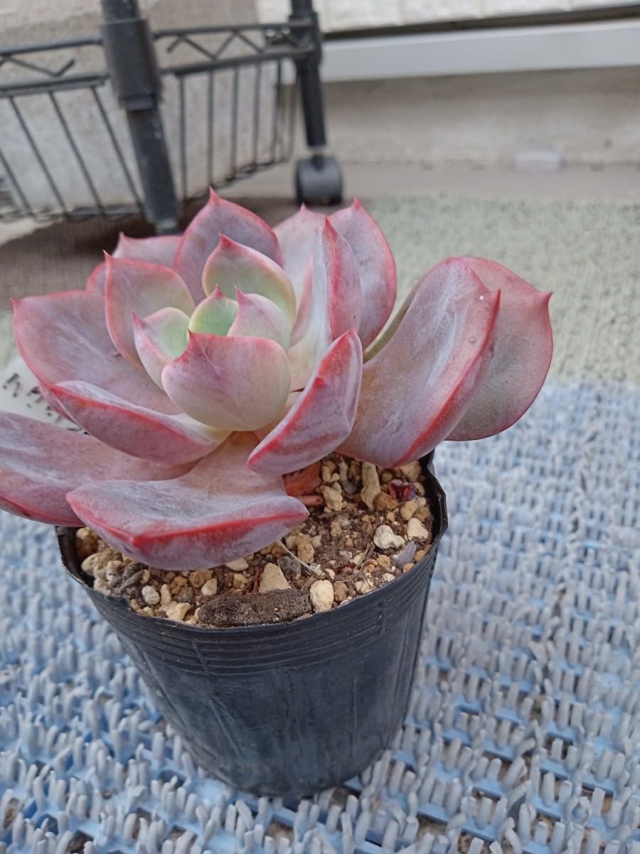 Amazon.co.jp: 多肉植物 カクリンゼ 抜き苗 エケベリア 7ハーフポット