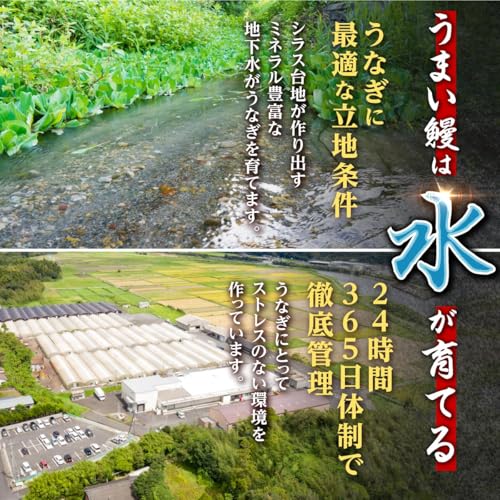 おおさきうなぎ 鹿児島県産 うなぎ長蒲焼 2尾 計330g以上 A703 の商品画像 3