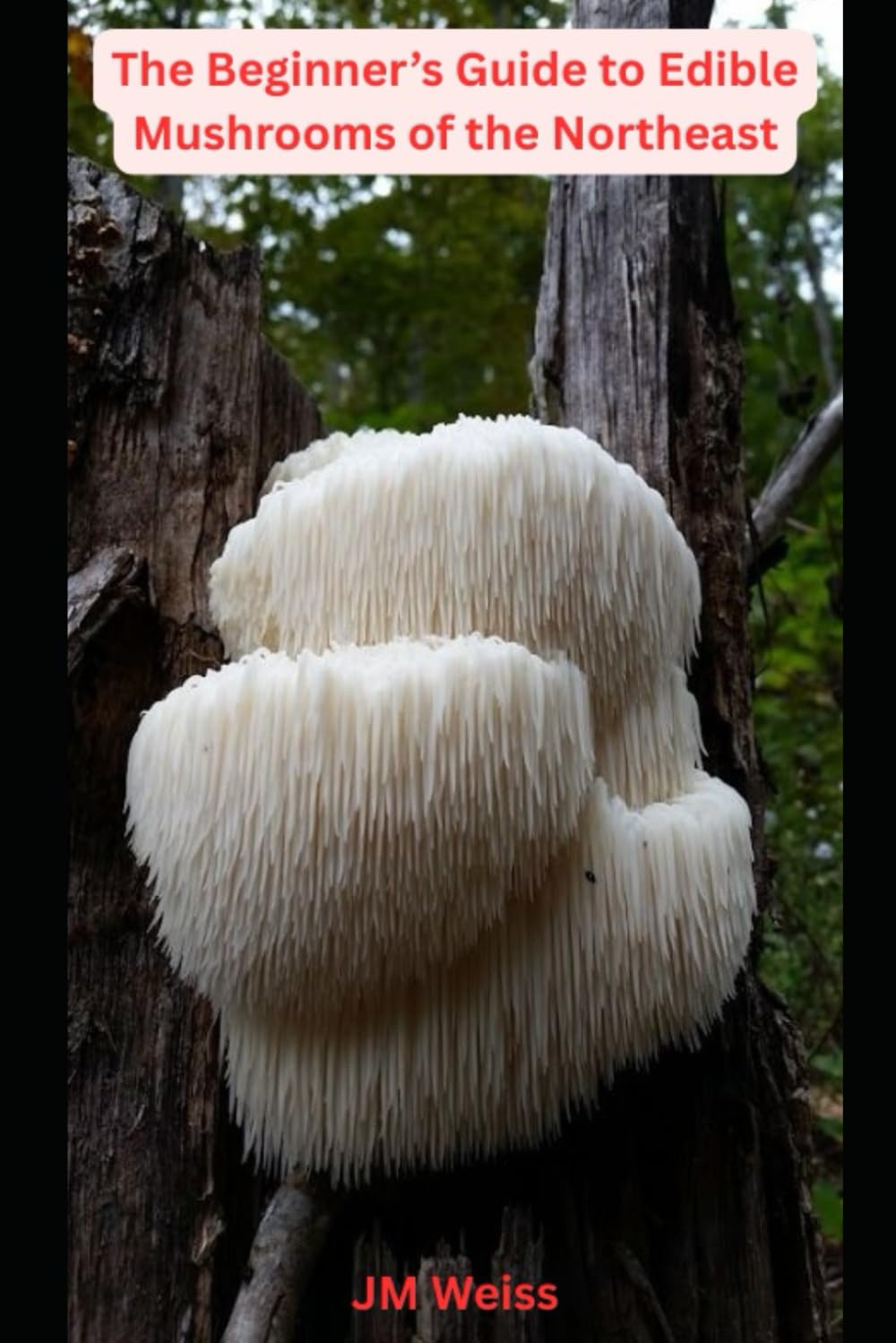 Beginner’s Guide to Edible Mushrooms of the Northeast: Foraging, Identification, and Safety Tips for 10 Delicious Species