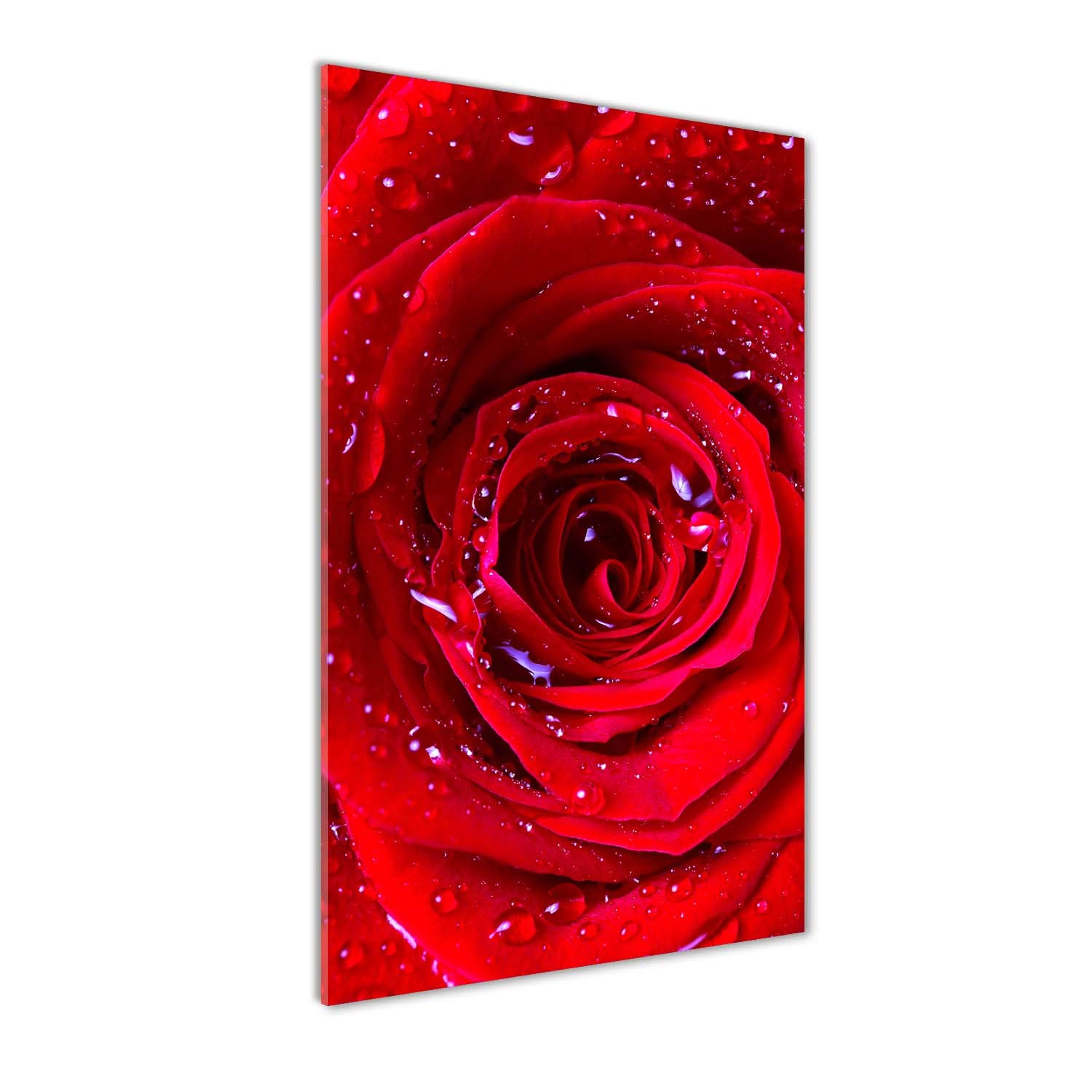 Image Rose Rouge déco murale grand format 70x140 en verre trempé Tulup