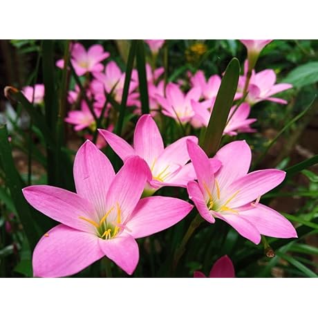 10 Pink Rain Lily Bulbs for Planting - A Burst of Pink...