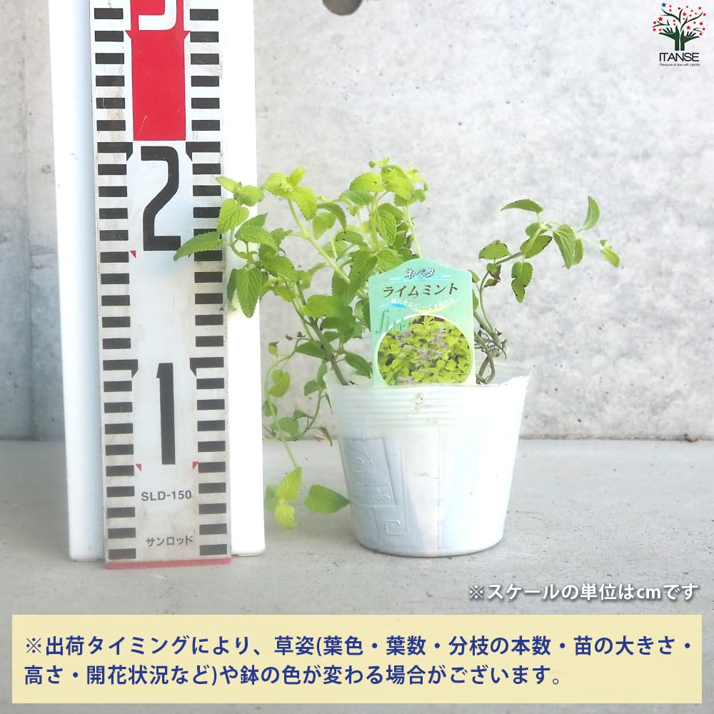 Amazon.co.jp: ITANSE カラミンサ ネペタ ライムミント