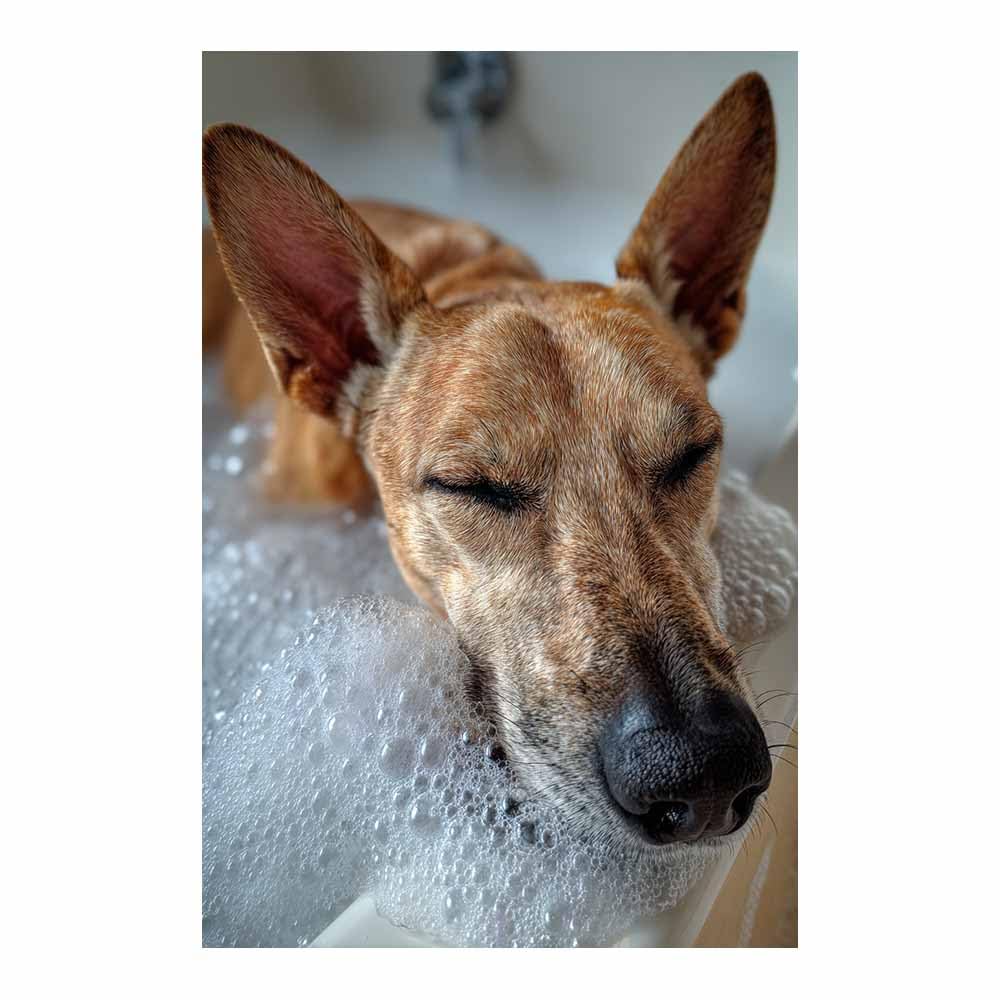 ZAMAEIU Canvas Print Wall Art Dog Bathing Abstract Dog Animal Paintings, Suitable for living room, bedroom, for Kids Room Decoretc.(brown)-80x120cm Unframed